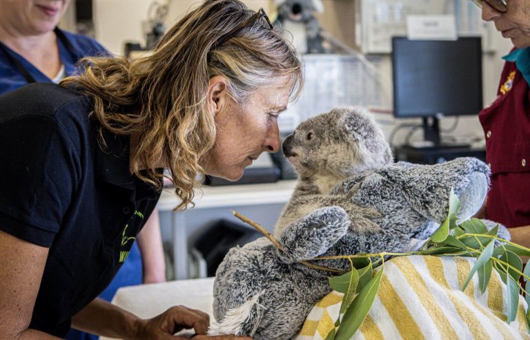 [Le Devoir en Australie] The koala, Australian emblem in danger