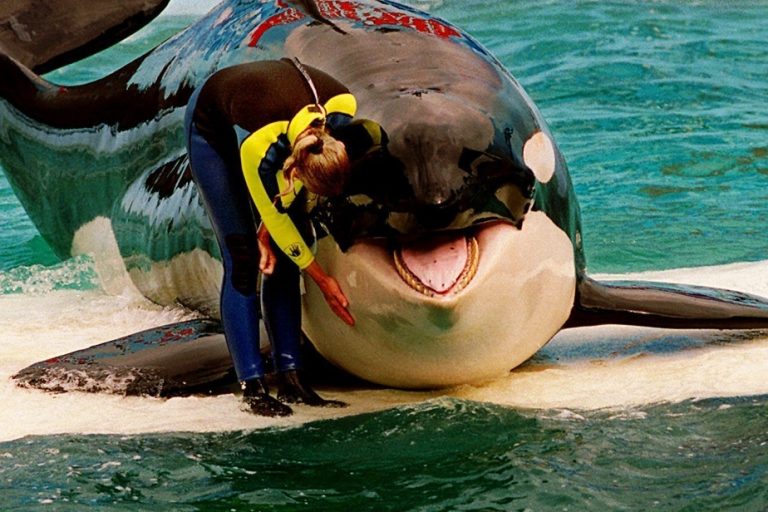 Miami |  After 52 years in captivity, the orca Lolita could regain her freedom