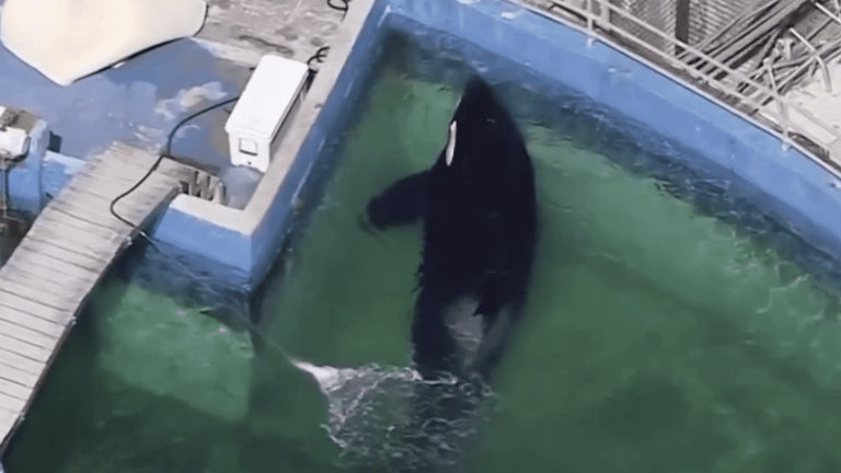 Miami: Lolita, the 50-year-old orca, will be released