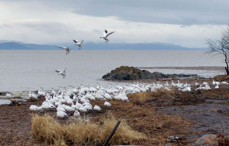 Migratory birds return home with bird flu