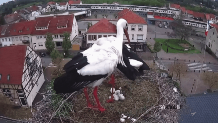 Moselle: the first babies of a pair of storks filmed day and night