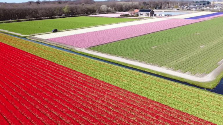 Netherlands: the art of growing tulips, these typical flowers of Holland