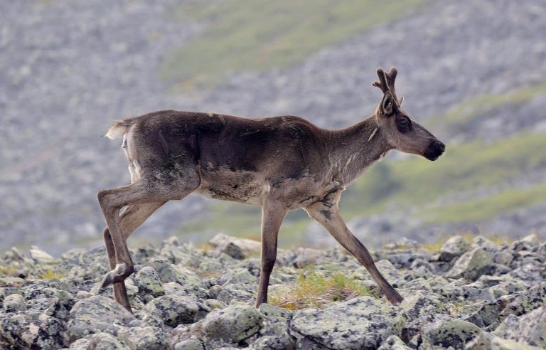 New protected areas for caribou as of June, including in Pipmuacan