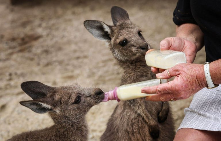 [Photoreportage] Le Devoir in Australia |  At the bedside of young kangaroos