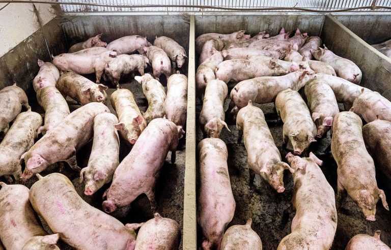 Pig farms face “difficult months”