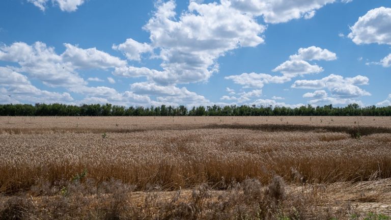 Poland reaches an agreement with kyiv on the transit of Ukrainian wheat