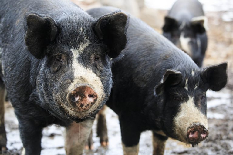 Pork producers in “extremely difficult” situation, recognizes Quebec