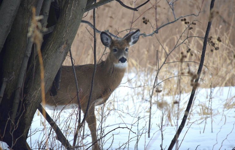 Quebec could allow crossbow hunting of deer in national parks