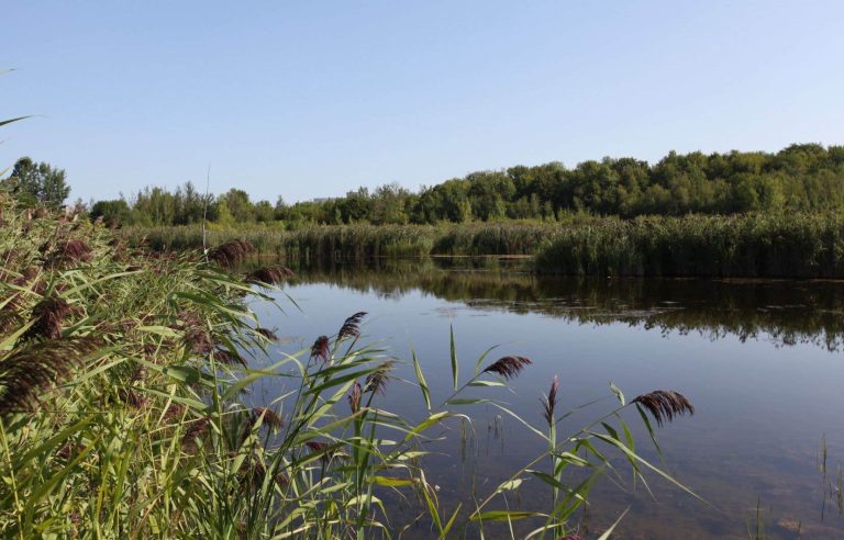 Quebec fails to protect its wetlands