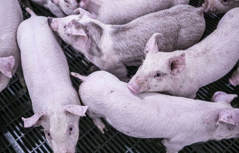 Quebec pork producers urge the government to provide better financial support