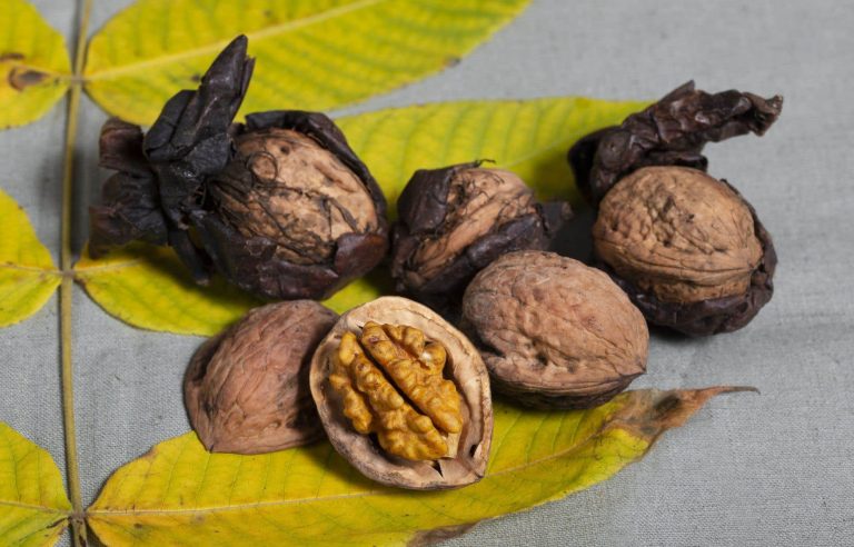 Quebec walnuts: “everything is possible”