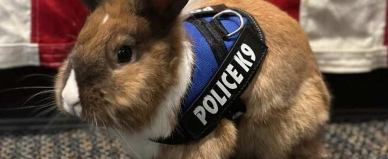 Rabbit named ‘welfare officer’ at California police station