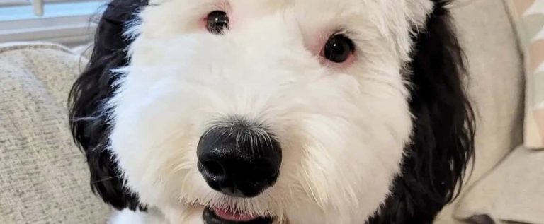 Replica in real life: a dog looks like two drops of water to the character of Snoopy