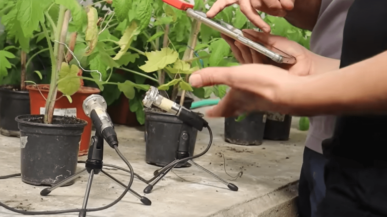 Researchers record sounds made by plants for the first time