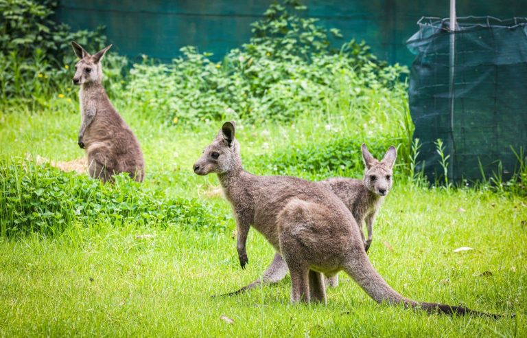 [Série] An oasis for injured and lonely kangaroos