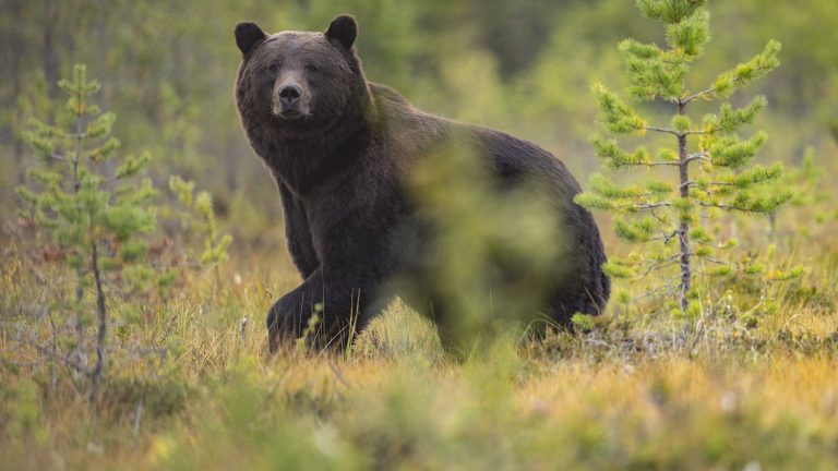 Should we euthanize the bear who killed a young jogger in Italy?