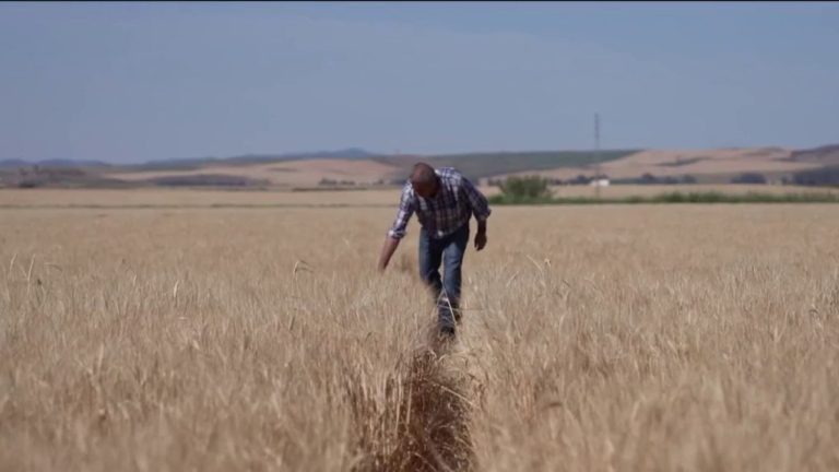 Spain in the grip of a strong heat wave, farmers in danger