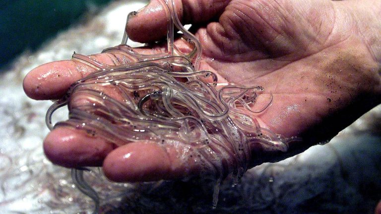 The Council of State temporarily suspends the fishing dates for yellow eels and glass eels