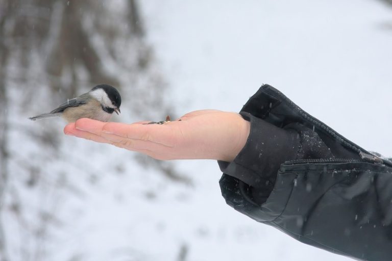 The black-capped chickadee: 10 grams of hyperactivity