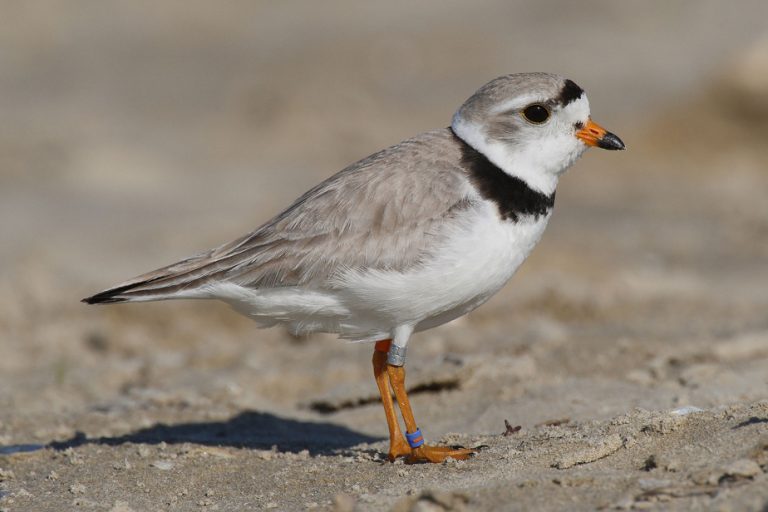 The committee on vulnerable and threatened species in Quebec resumes its work