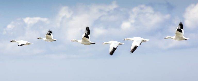 The goose show in Baie-du-Febvre