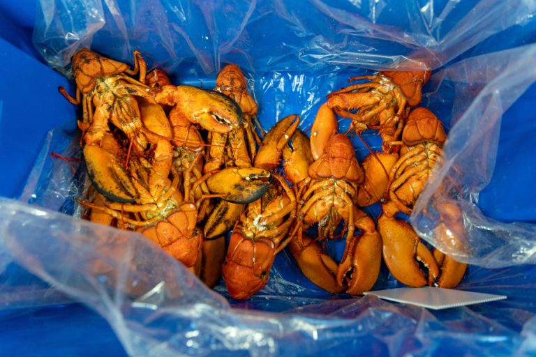 The lobster fishing season launched in Gaspésie