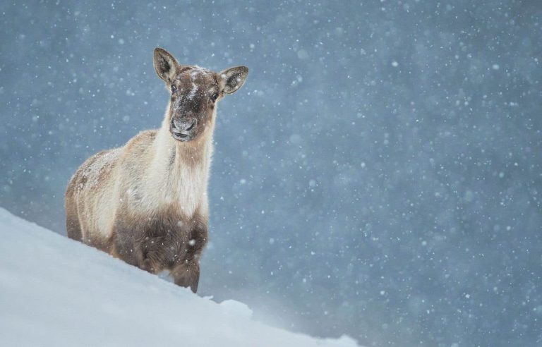 The operation to capture caribou women is underway in Gaspésie