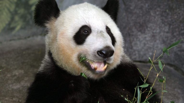 The return of Yaya the panda to China, revealing tensions with the United States