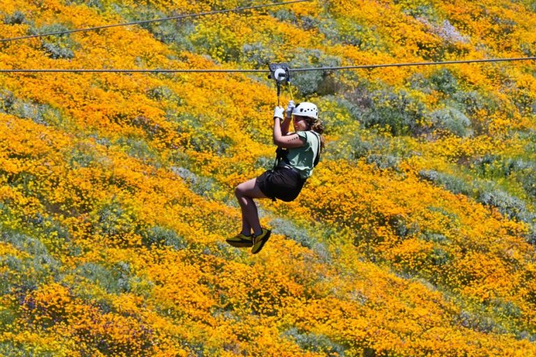 The “super bloom” back in California