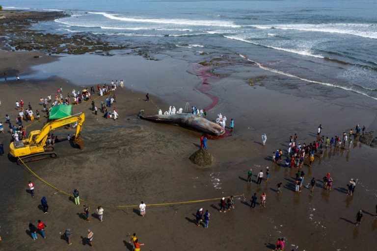 Third large cetacean found dead on Bali beach