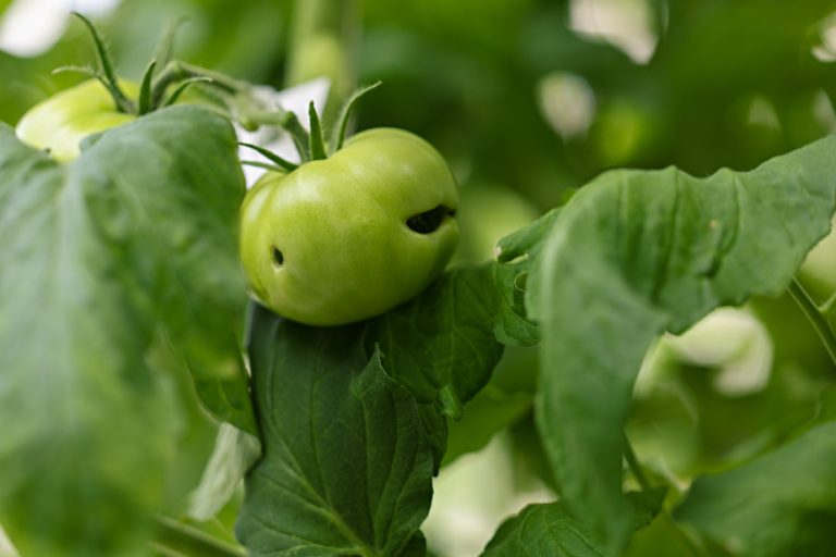 “Tomato scarlet fever” |  A virus wreaks havoc in Quebec greenhouses