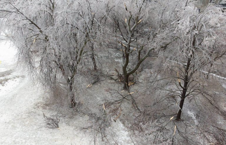 Trees with branches broken by the ice will recover quickly