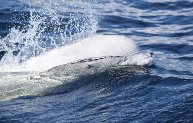 Twelve belugas were found dead in the St. Lawrence River in 2022