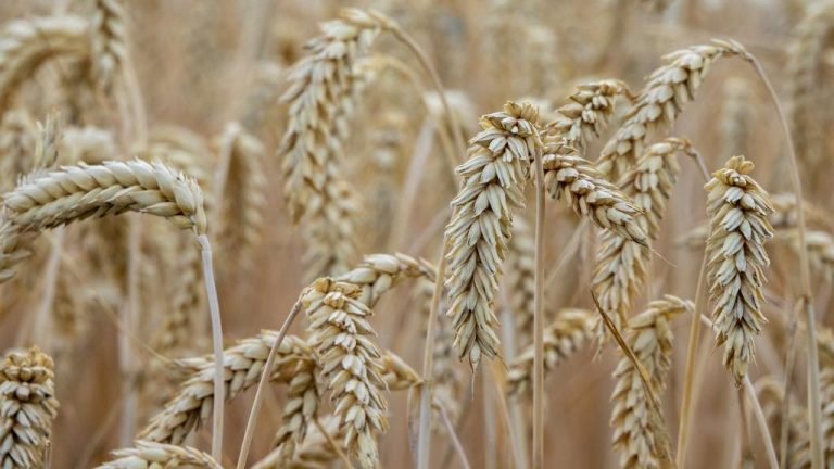 UN offers ‘way’ to extend Ukrainian grain deal