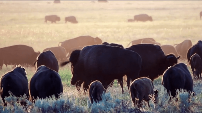 United States: bison threatened by hunting near Yellowstone Park