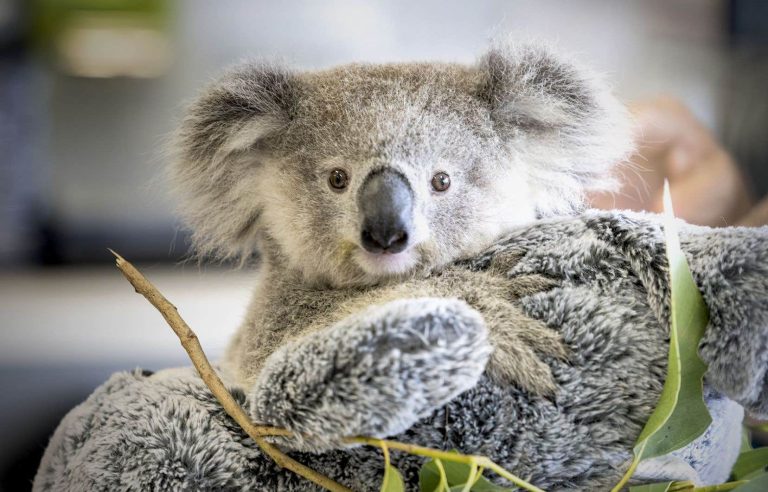 [Vidéo] To the rescue of koalas in Australia