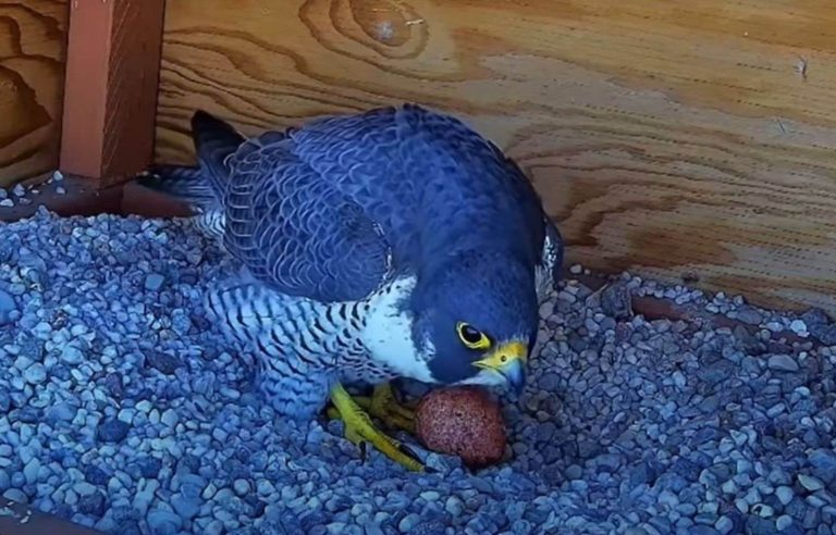 Web star falcons at the University of Montreal