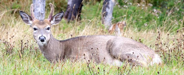 White-tailed deer: Quebec will allow bow hunting in national parks