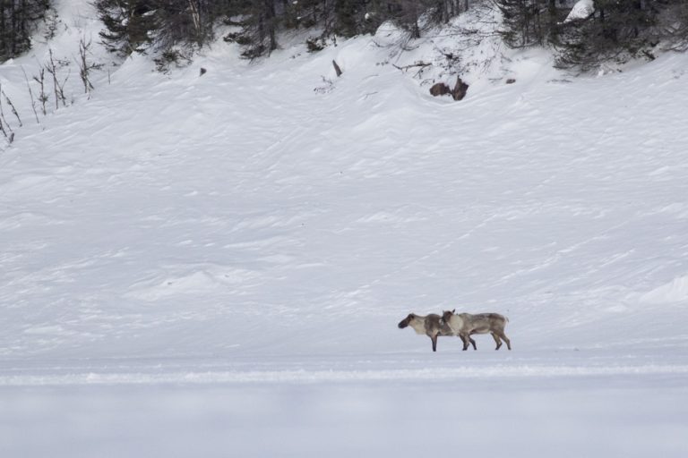 Woodland and mountain caribou |  What if we asked the question differently?