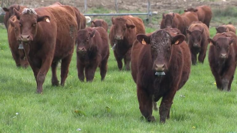 a carbon-efficient farm in Cantal