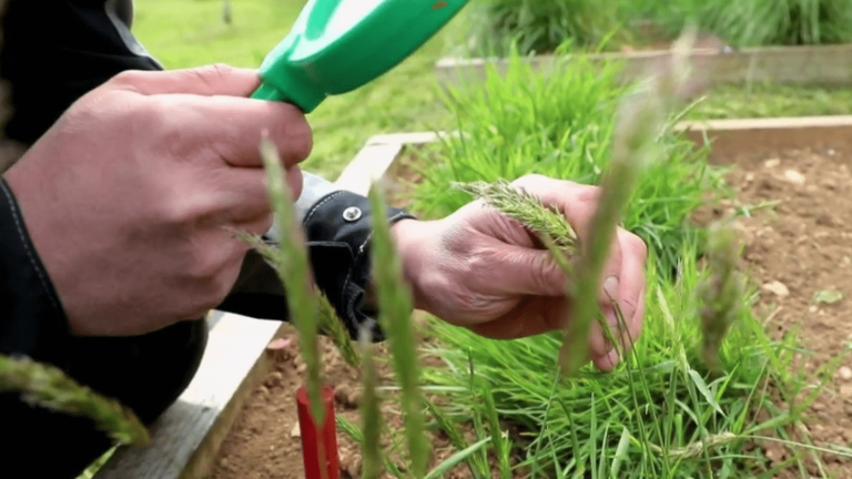 a garden to anticipate allergies