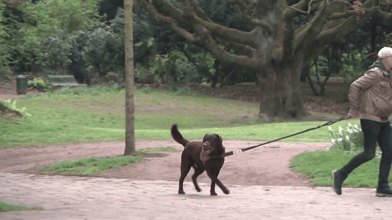 a happy life as a dog in Lille