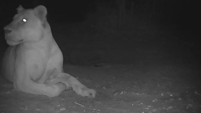 a lioness reappears in a national park, while the species was declared extinct there since 2004