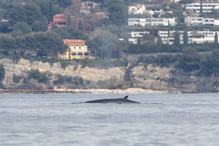 a whale spotted in the creek of En Vau