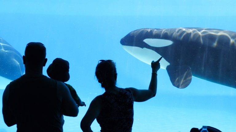 after 53 years in a Florida water park, the Lolita orca will return to his native Pacific Ocean