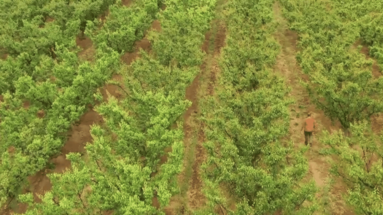 arborists facing drought