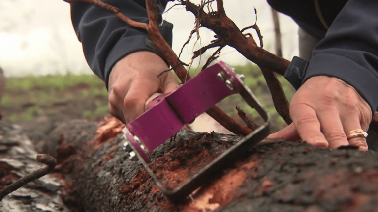 bark beetles, more numerous, threaten the forest