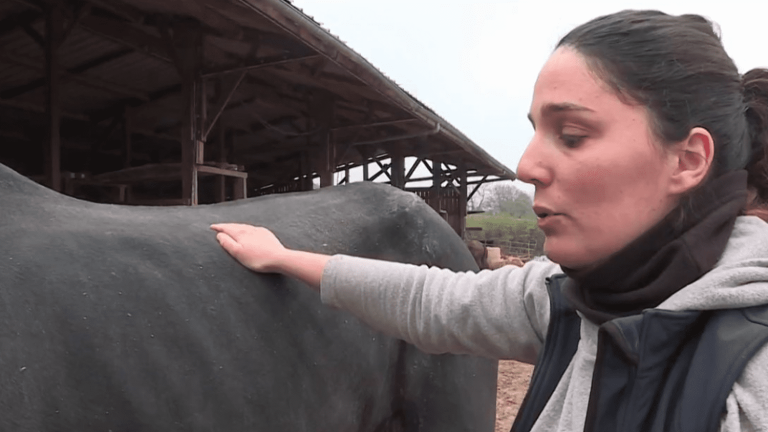 comfort for animals thanks to massages