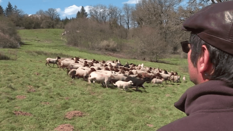 dogs in herds to prevent attacks