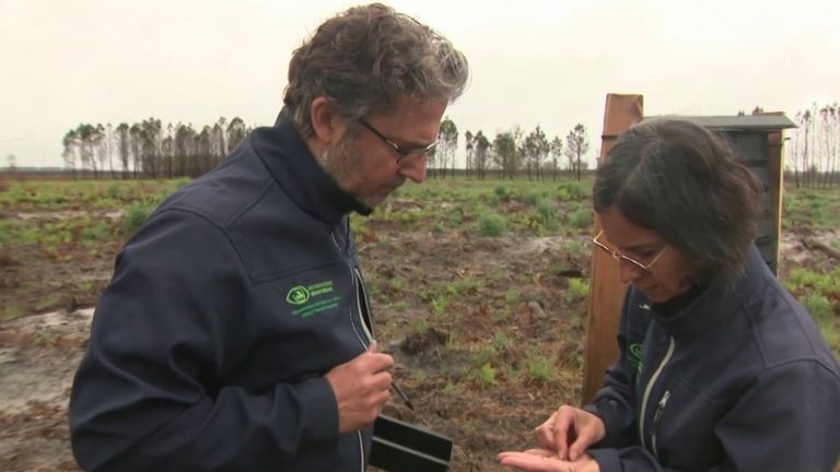 drought and bark beetles threaten the forest